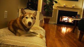 Laika the Husky relaxes by the fire