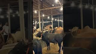 Qurbani 2025 #qurban #qurbani #cow #bangladesh #pakistan #india