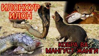 Илонхур илон Кирол кобраси нималарга кодирлигини куринг