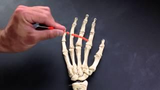 Metacarpals and Phalanges