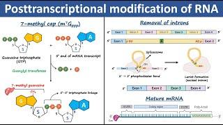 Posttranscriptional Modification of RNA | RNA processing | Biochemistry