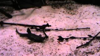 Banjo Catfish - Bunocephalus coracoideus