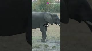 invideo ai 720 Wildlife Wonders  Nature's Hidden Gems 2024 09 21