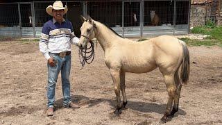 VENDIDAS TODAS - Potrancas En Rancho La Corporación