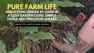 Harvesting Ginger by Hand in a Lush Garden Using Simple Tools and Precision Shears – Pure Farm Life