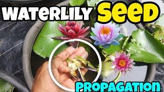 Water Lily |How to Grow Water Lily from seed | Grow Lotus Plant at Home | 10 Days Update |