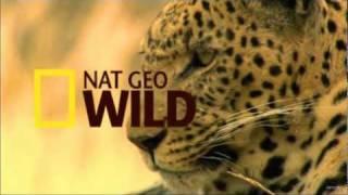 Nat Geo Wild HD New Advert 1080p 2012