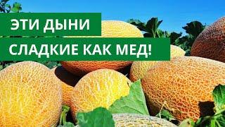 Выбрала ЭТИ СОРТА и не прогадала! ДЫНИ И АРБУЗЫКАК МЕД!