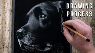 REALISTIC LABRADOR DRAWING PROCESS | How to Draw Fur on Black Paper - Shaymus Art