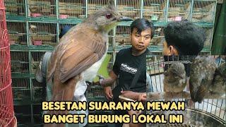 BURUNG LOKAL MERAPI SANGAT ISTIMEWA SUARANYA,BISA JADI ATM MASA DEPAN