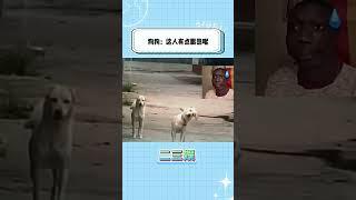 狗狗差点就认出主人了