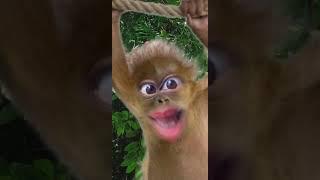 Funny Monkey Filter! Sia Chandelier