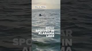 Bear Spotted Swimming in an Alabama Lake! #blackbear #swimmingbear #AL