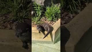 Beautiful otters! #nature #animals #animalshorts #otter #longleat