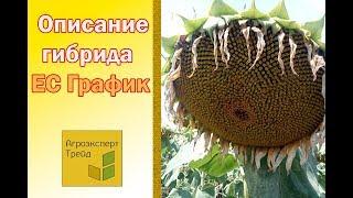 Подсолнечник ЕС График , описание гибрида  - семена в Украине