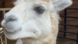 Administering Shots to an Alpaca