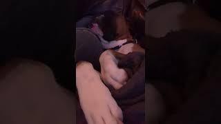 Funny Boxer Bear Moments #fyp #boxer #bear #for #you #foryoupage