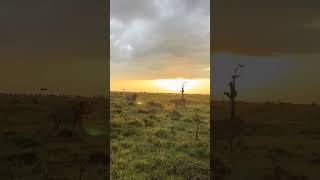 Sunrise in the SAVANNAH #trending #wildlife #wildlifephotography #lion