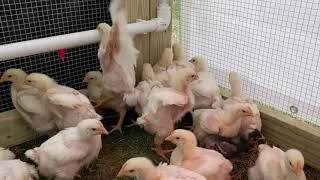 John Suscovich Chicken Tractor