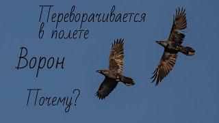 Как ВОРОН переворачивается в полете спиной к земле. Почему? Версия.