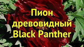 Пион древовидный Блэк Пантер. Краткий обзор, описание paeonia suffruticosa Black Panther