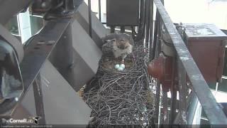 CRTHACam  Ezra  Loops Into The Nest With Breakfast   7:04 am  _3.29.16_