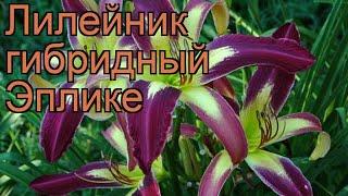 Лилейник гибридный Эплике (hemerocallis)  Эплике обзор: как сажать, рассада лилейника Эплике