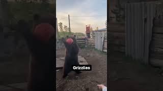 #shorts #tranding #travel #bears