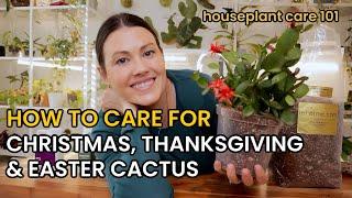 How To Care For Christmas Cactus, Thanksgiving Cactus & Easter Cactus - Houseplant Care 101