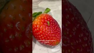 I Found A Bug On My Strawberry And Grew 100 Of Them