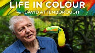 Life in Colour with David Attenborough - Own it on Digital Download, Blu-ray & DVD.