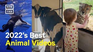 The Best Viral Animal Videos From 2022