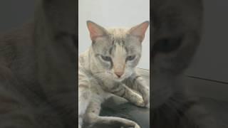 No one can touch the Queen Sandra on her Throne #cat #chat #rituel #top #car
