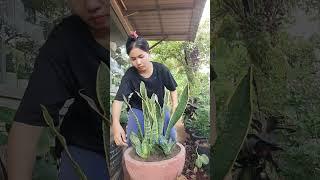 my plants #naturelife #garden #myplants #nature #faming #success #succulent #mygarden