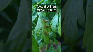 Easy & Effective Organic Grasshopper Control Tips for Your Garden! Natural Pest Control Guide 