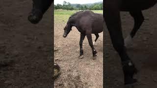 Case Study - Now Treated! Horse Seizure | Equine Epilepsy | Neurological Episodes | Convulsions | UK