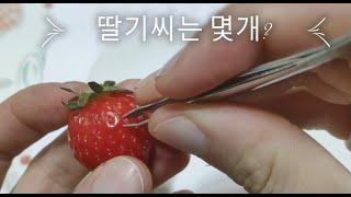 딸기씨는 몇개?/strawberry seed count/イチゴの種/草莓籽/헛짓뻘짓