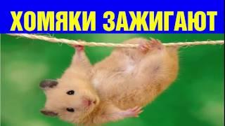 СМЕШНЫЕ ХОМЯКИ ТОП-ВИДЕО!  Приколы с Хомяками! Забавные хомяки подборка!