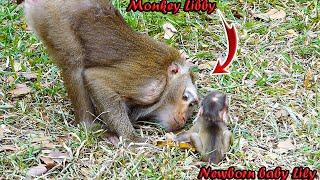 ___________Beautiful monkey Libby lip-smacks to inspire baby Lily cuz SHE rejects training