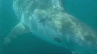 Great White Shark Drive-By While Kayak Fishing