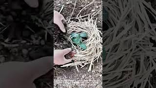 Cozy straw blanket plant happy garden tip