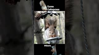 Белка ускоренно ест\Squirrel eats fast