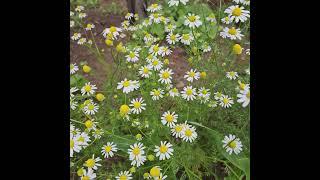 Gorgeous chamomile #beautiful️ #flower #chamomile #chamomilegarden