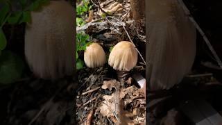  Навозник. Mica cap Копринус. Coprinus.   Coprinaceae. Agaricales