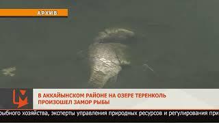 В Аккайынском районе на озере Теренколь произошел замор рыбы