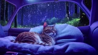 Sound sleep with a Purring Cat and Gentle Sounds of Rain 4k