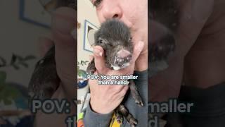 POV: You’re smaller than a hand  #shorts