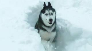 Mishka the Husky in DEEP SNOW!