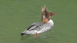 Mergus merganser