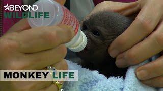 S7E17 | Alison Takes Care Of Baby Monkey Sara | Monkey Life | Beyond Wildlife